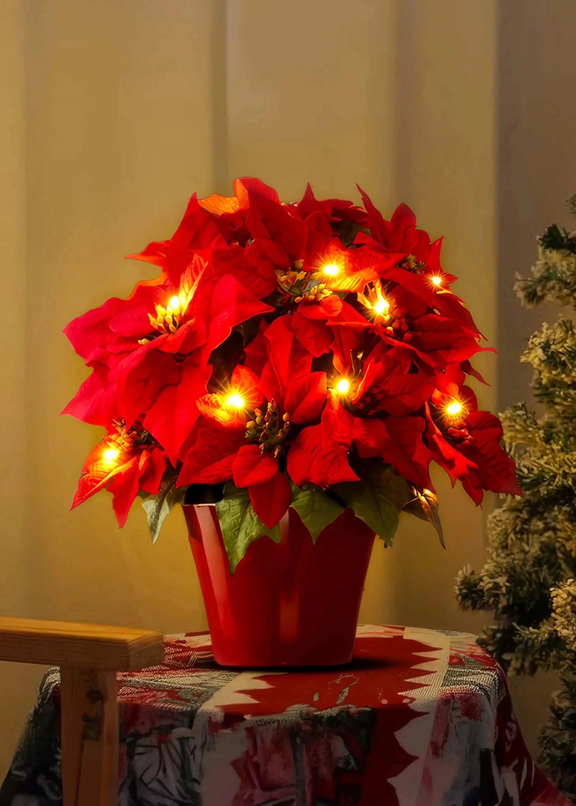 Scarlet Shine Weihnachtsstern 