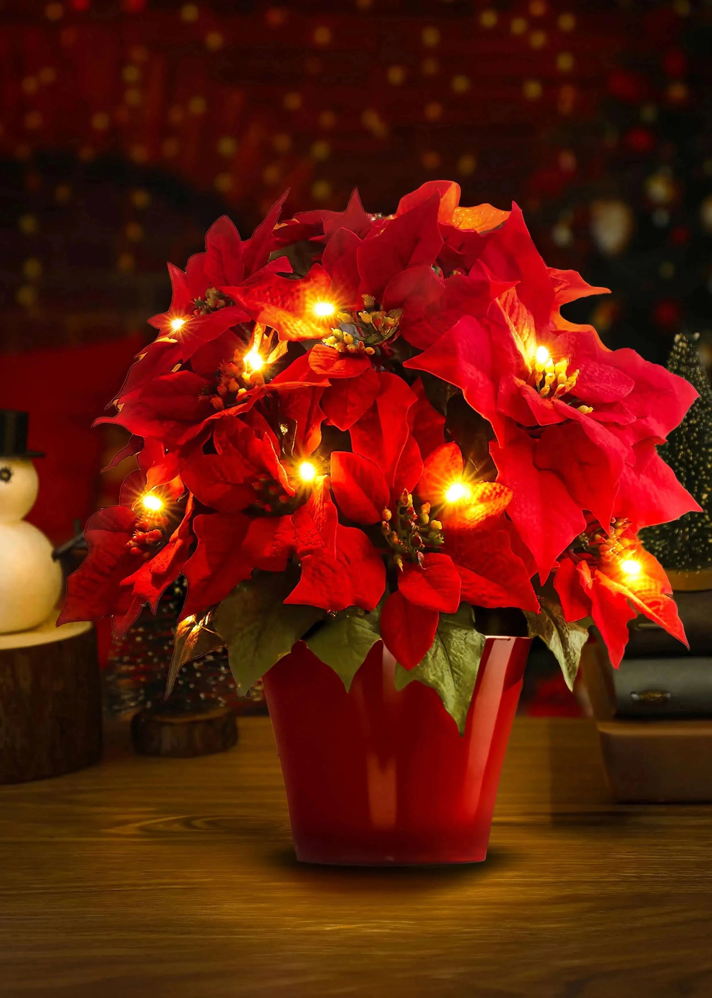 Scarlet Shine Weihnachtsstern 