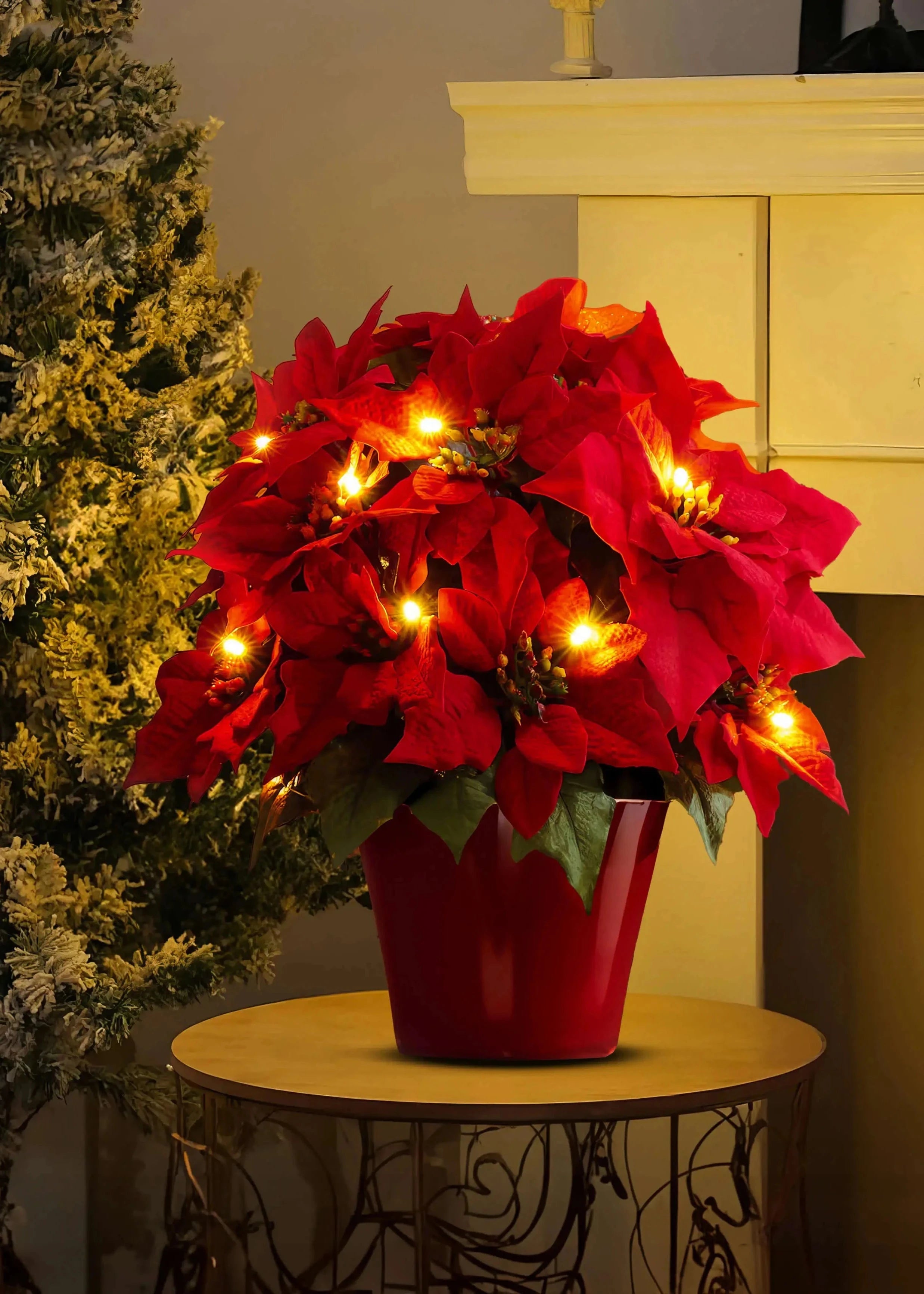 Scarlet Shine Weihnachtsstern 