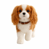 Cavalier King Charles Spaniard